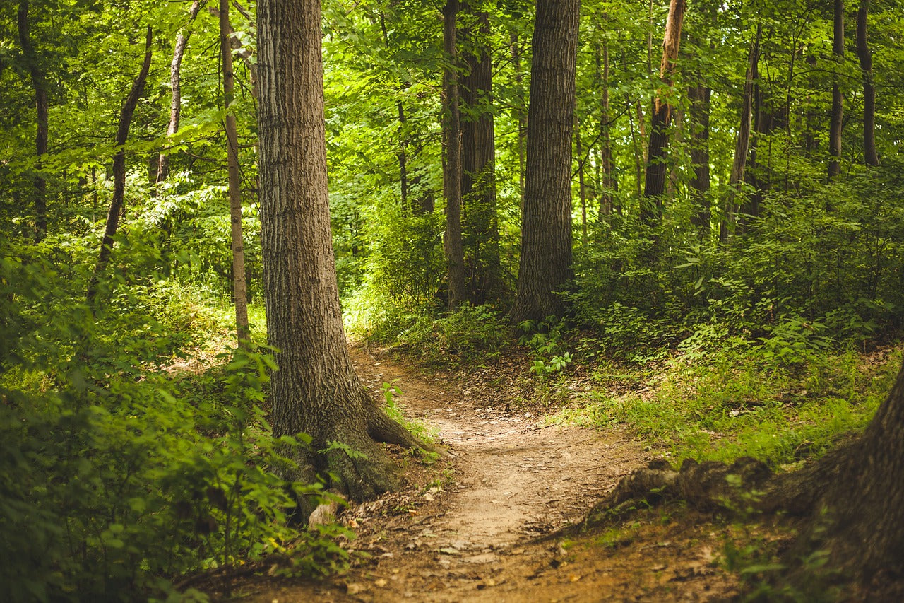 Waldbestattung Herten- Ruhestätte-Natur-Herten