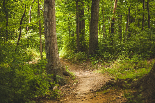 Waldbestattung Herten- Ruhestätte-Natur-Herten