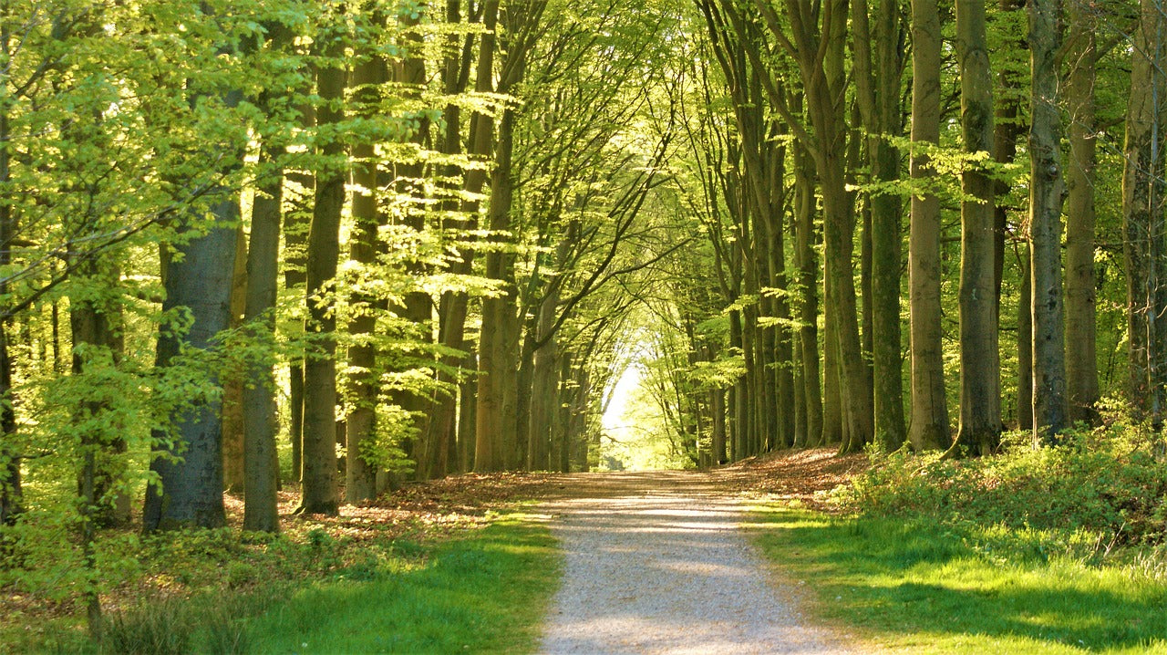 FriedWald