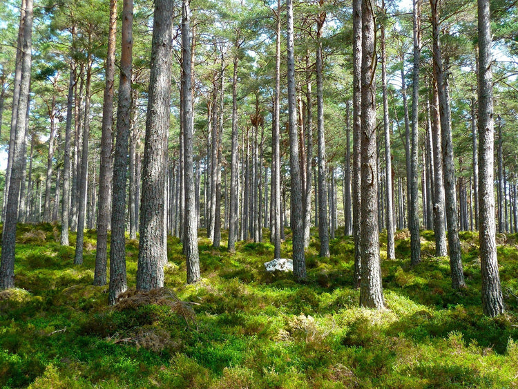 RuheForst
