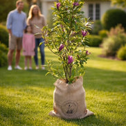 Erinnerungsbaum zuhause FraiPfad Bestattungen