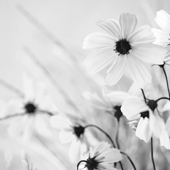 Ordnungsbehördliche - Bestattung - Gladbeck