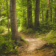 RuhestätteNatur Partner von FreiPfad