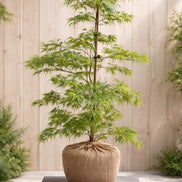 Erinnerungsbaum jap. Schlitzahorn FreiPfad