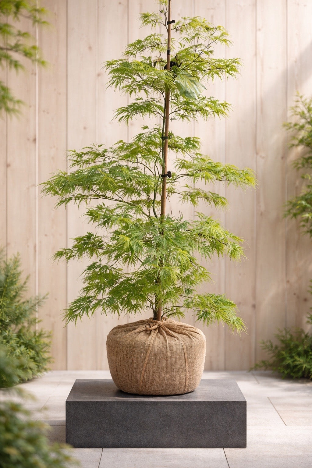 Erinnerungsbaum - Aschebaum zuhause Ahorn grüner Schlitzahorn 140cm-160cm mit Topf bei Auslieferung
