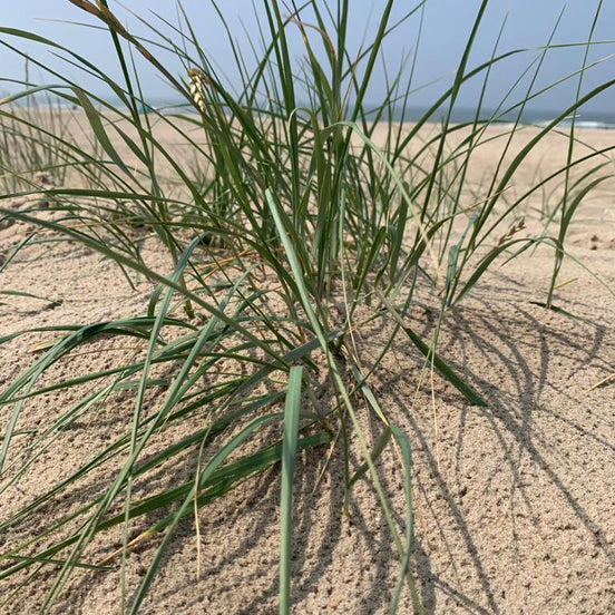 Seekarte Nordsee