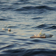 Anonyme Seebestattung Abholung im Krankenhaus