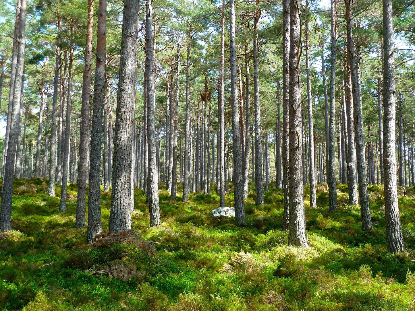Waldbestattung in Venlo mit Foto und Koordinaten Abholung im Heim/Hospiz/zu Hause