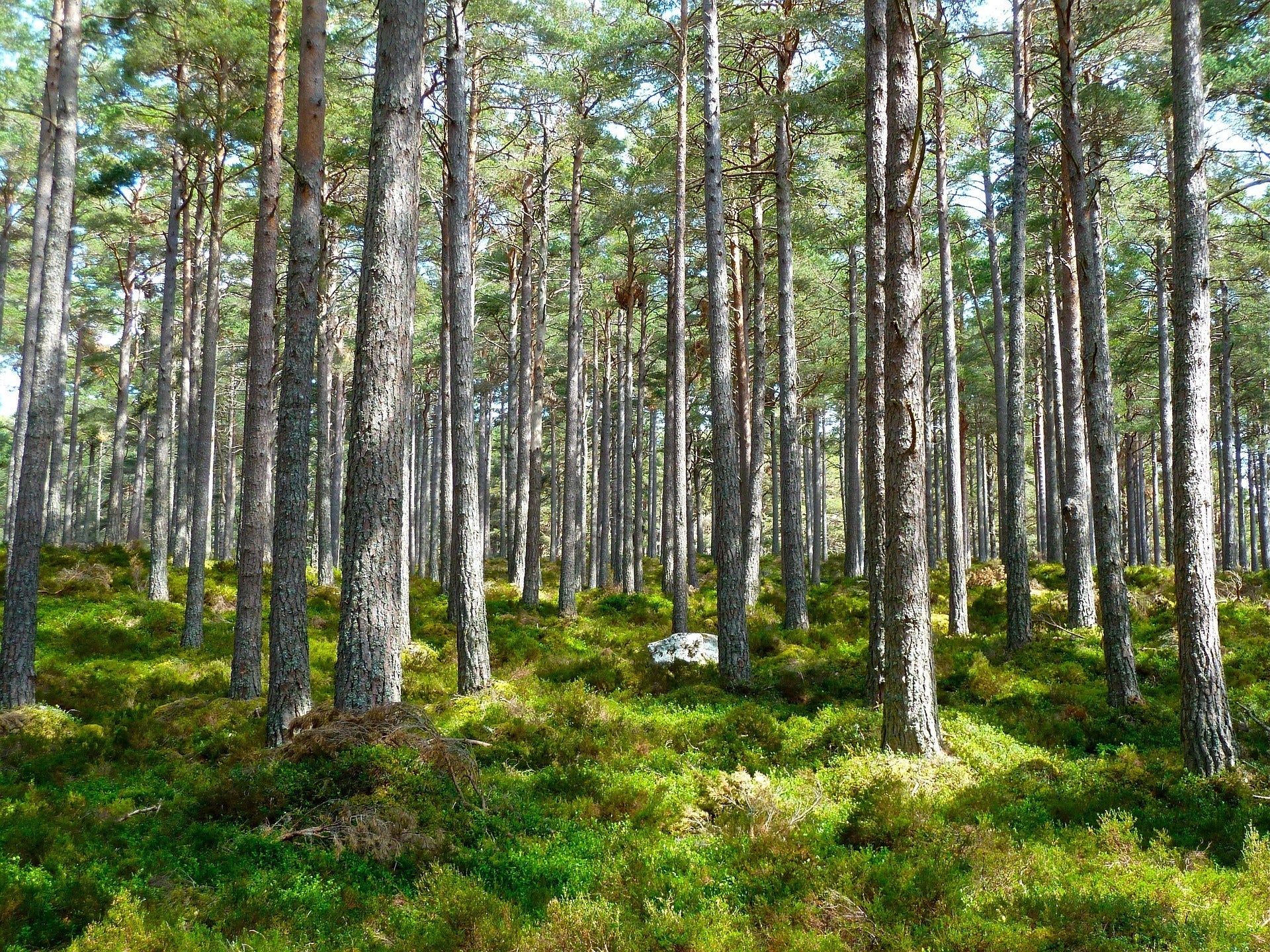 Waldbestattung in Venlo mit Foto und Koordinaten Abholung im Heim/Hospiz/zu Hause