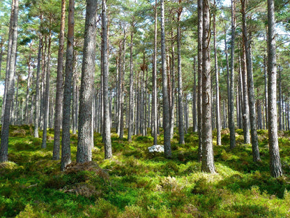 Waldbestattung in Venlo mit Foto und Koordinaten Abholung im Heim/Hospiz/zu Hause